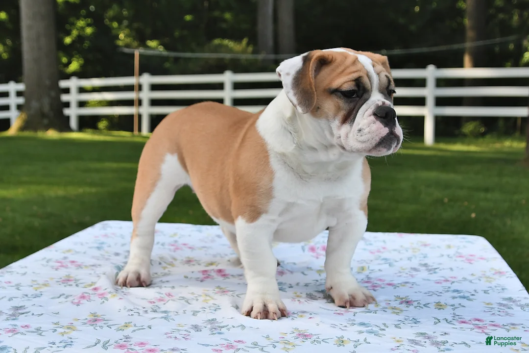 Mixed Breed dogs for sale: Summer - Ad 1