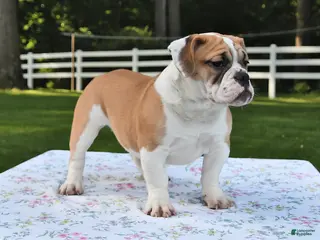 Mixed Breed dogs for sale: Summer - Ad 1