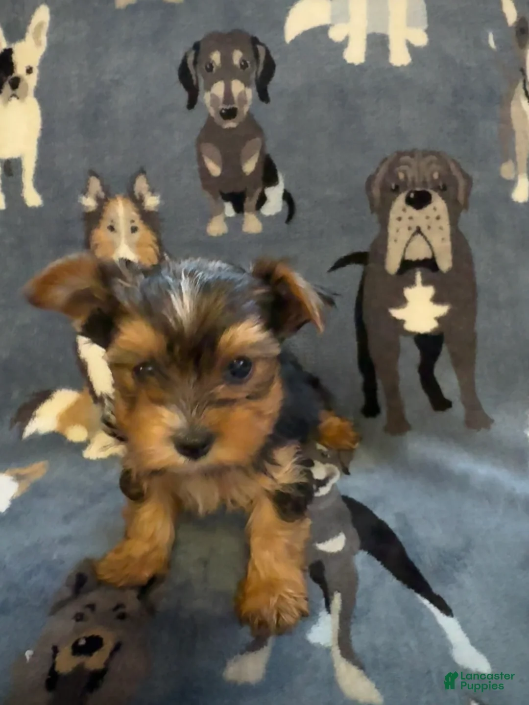 Yorkshire Terrier dogs for sale: Stripe - Ad 1