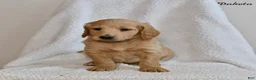 Goldendoodle dogs for sale: Dakota - Ad 2