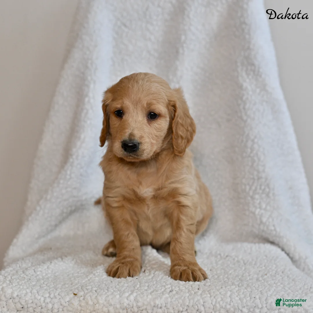 Goldendoodle dogs for sale: Dakota - Ad 2