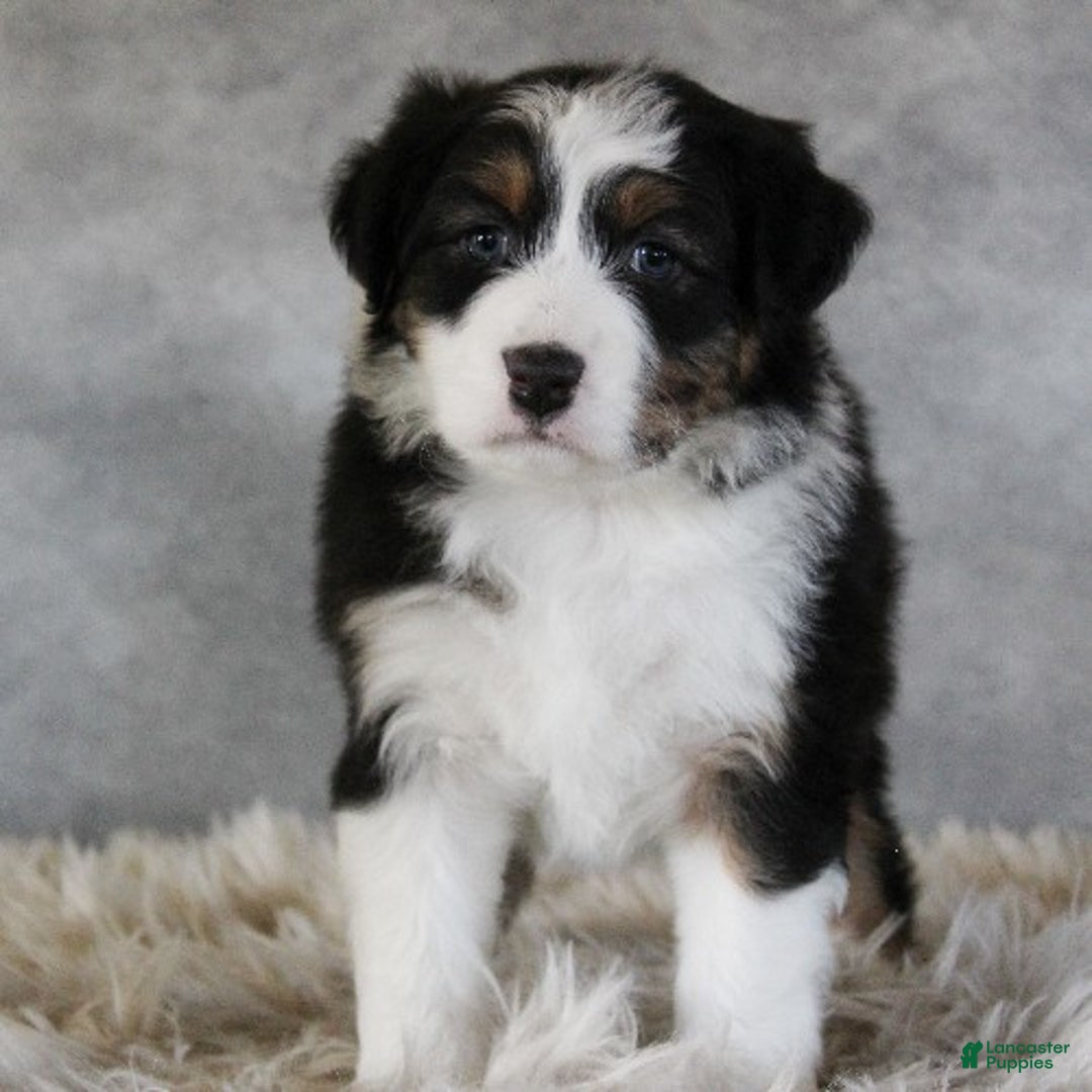 Australian Shepherd dogs for sale: Cameron - Ad 3