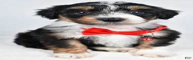 Gordan