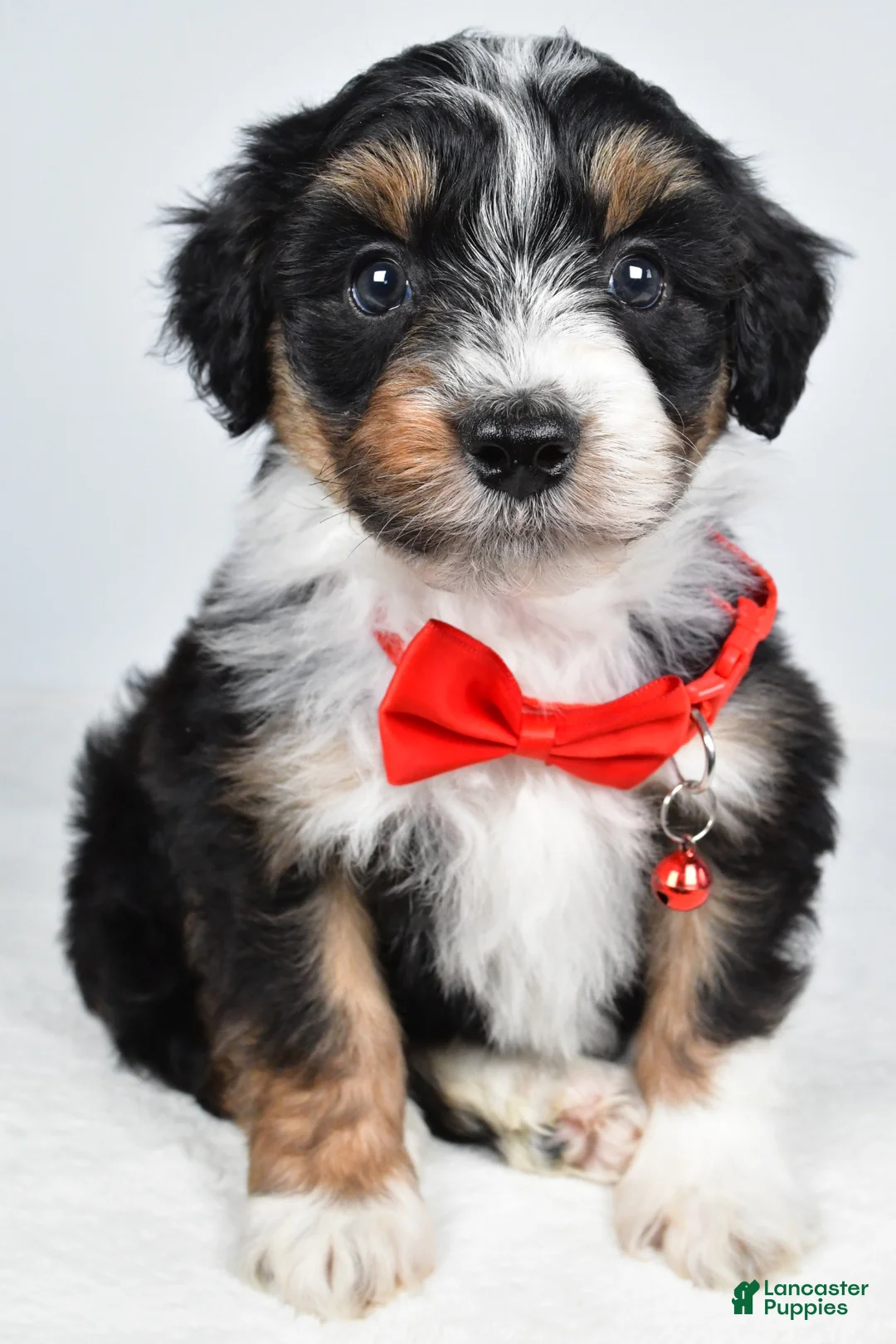 Mini Aussiedoodle dogs for sale: Gordan - Ad 1