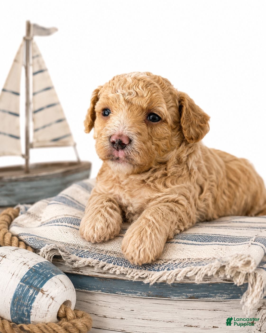 Aussiedoodle dogs Aussiedoodle 2 - Ad 23