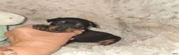 Miniature Pinscher dogs for sale: Mona black and rust  - Ad 13