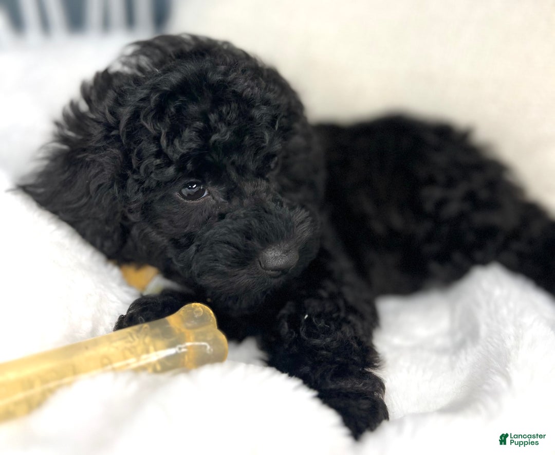 Toy Poodle dogs for sale: Toy Poodle Puppy 2 - Ad 6