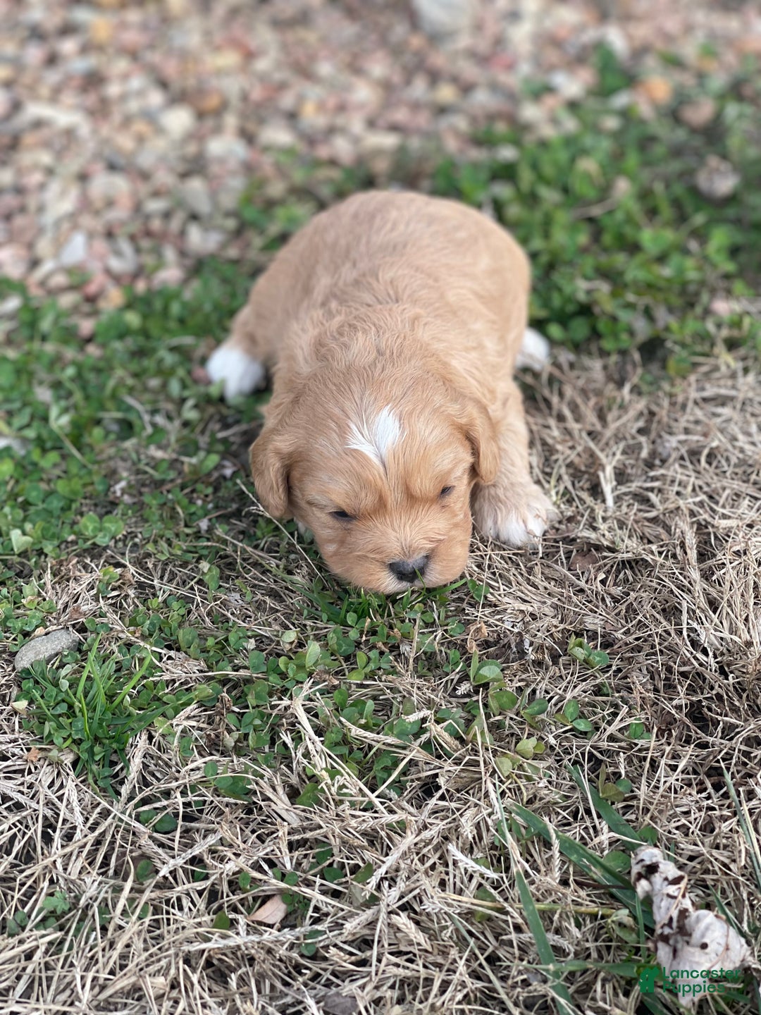 Cavapoo dogs for sale: Cavapoo Puppy 2 - Ad 2