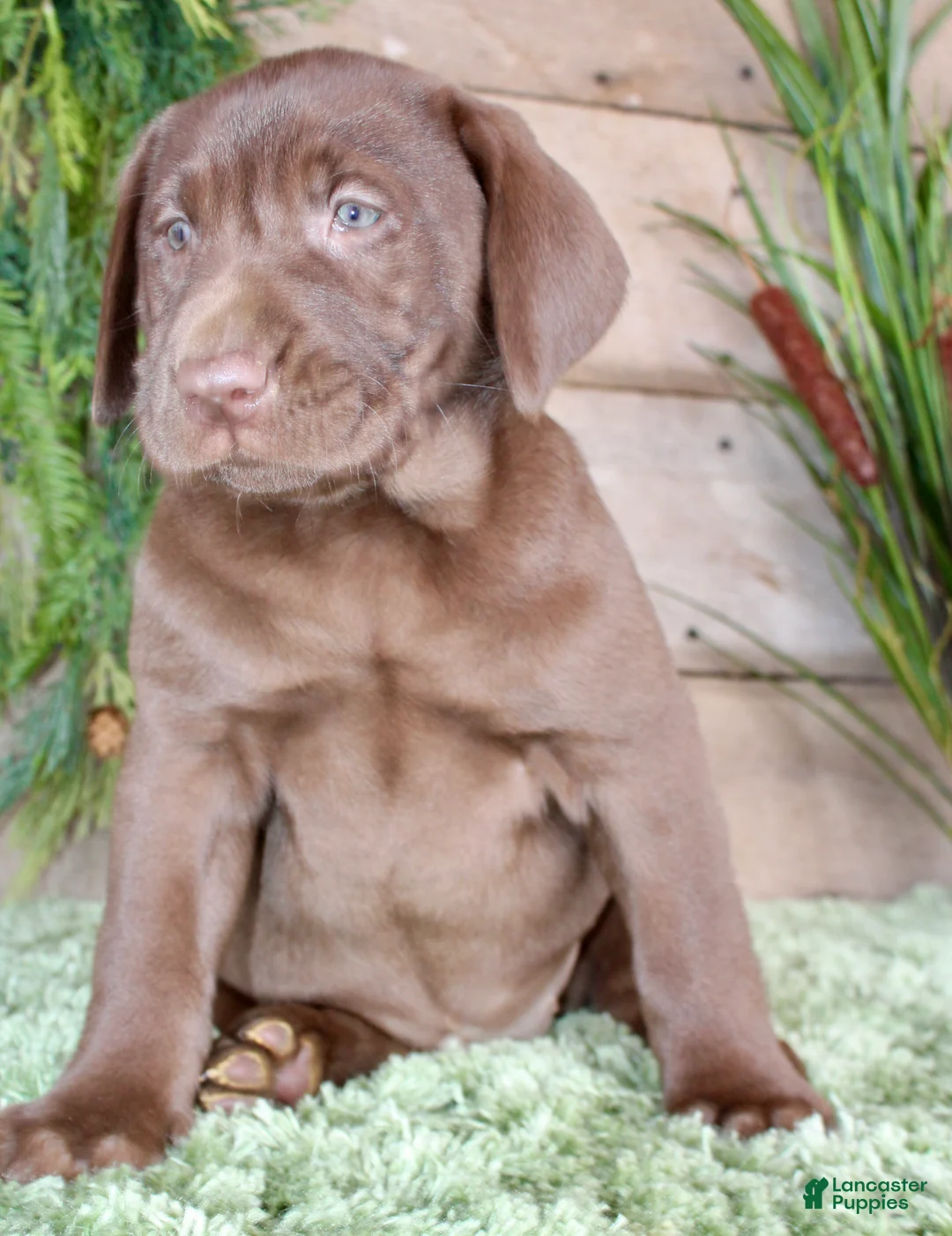 Labrador Retriever dogs for sale: Amanda - Ad 2