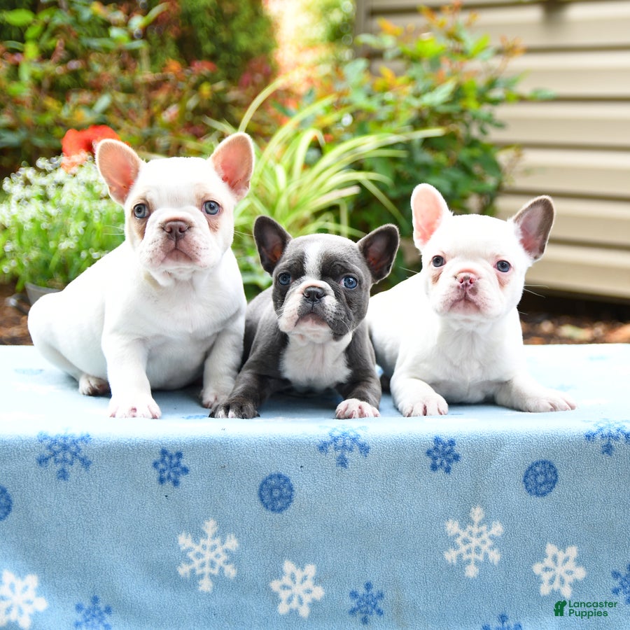 Frenchton dogs Janey - Ad 2