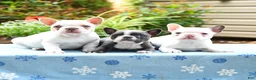 Frenchton dogs for sale: Janey - Ad 2