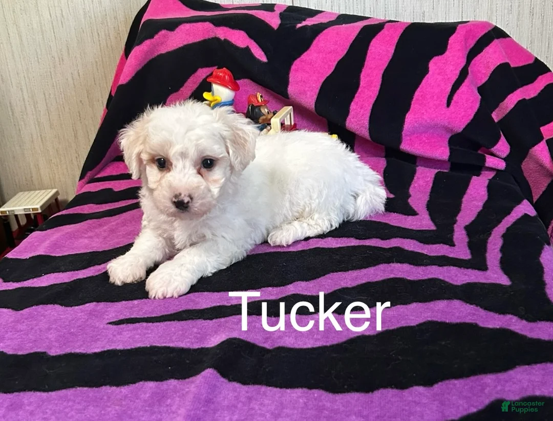 Bichon Frise dogs for sale: Bichon Frise 1 Tucker - Ad 1