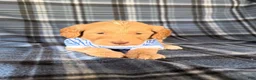 Goldendoodle dogs for sale: River - Ad 7