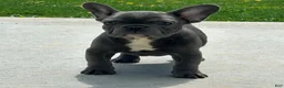 French Bulldog dogs for sale: Comet - Ad 3