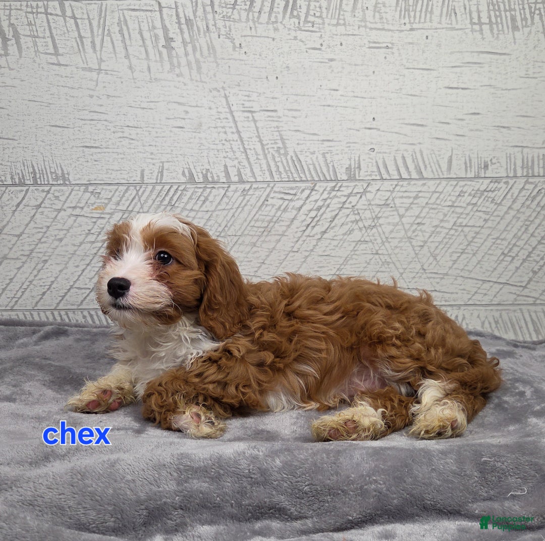 Cavapoo dogs for sale: Chex - Ad 6