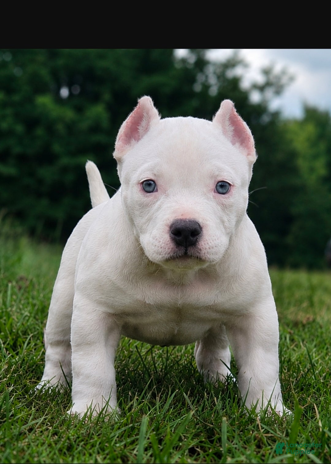 American Bully dogs White Male - Tatanka - Ad 1