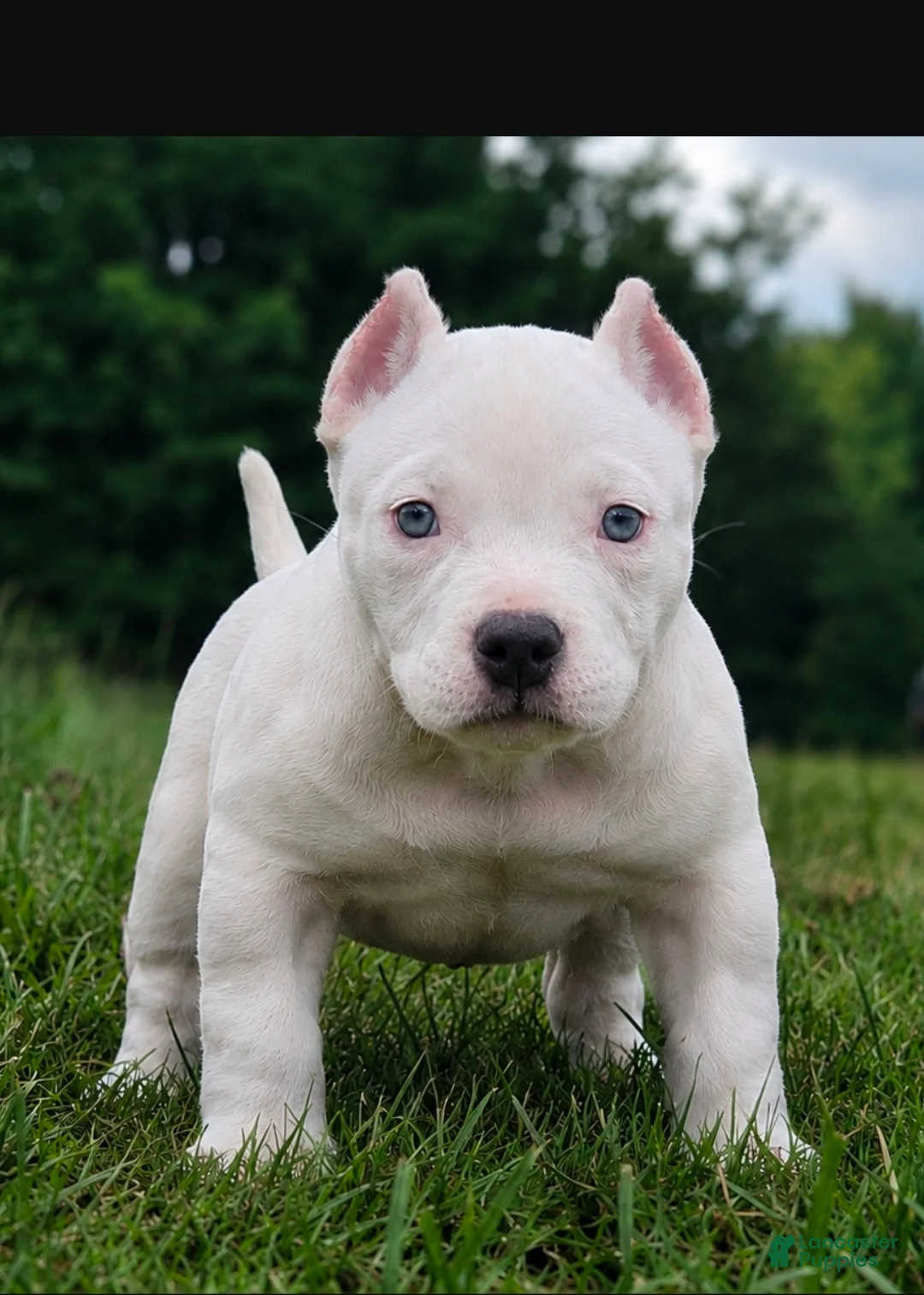American Bully dogs for sale: White Male - Tatanka - Ad 1