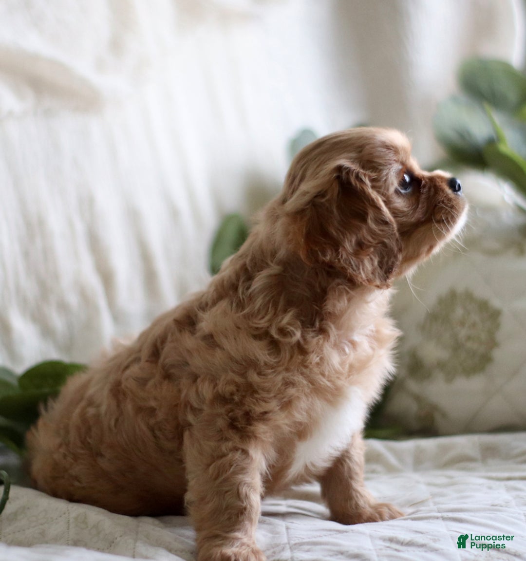 Cavalier King Charles Spaniel dogs for sale: Shawn - Ad 5