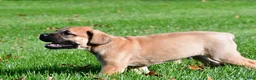 English Mastiff dogs for sale: Axe - Ad 3