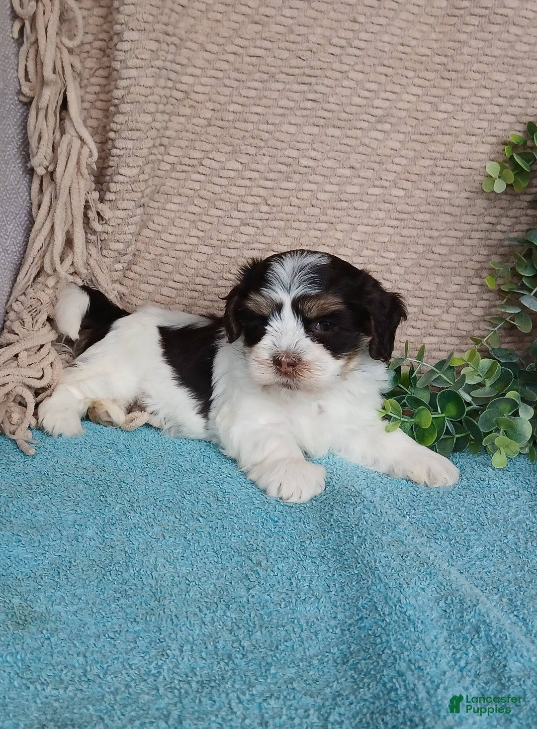 Havanese dogs for sale: Faith  - Ad 3