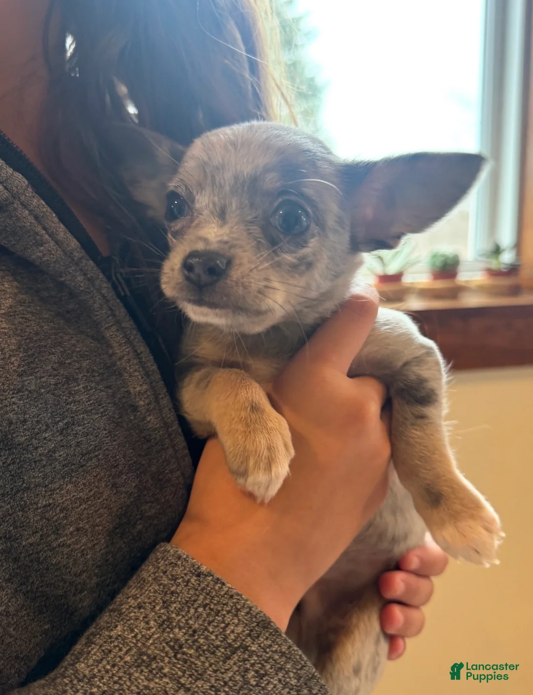 Chihuahua dogs for sale: Sparky - Ad 2