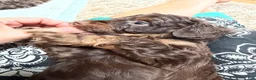 Aussiedoodle dogs for sale: Devins - Ad 2