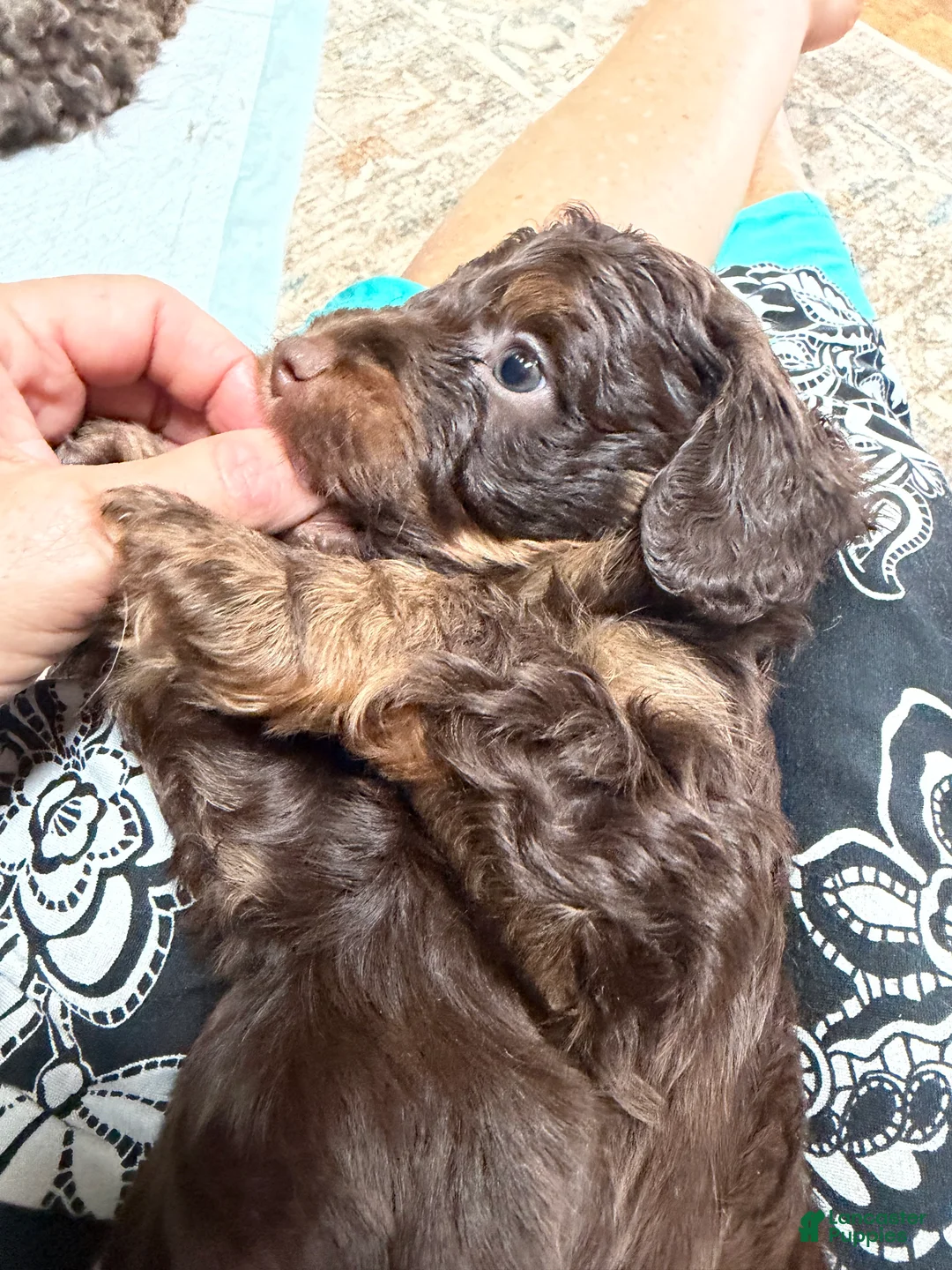 Aussiedoodle dogs for sale: Devins - Ad 2