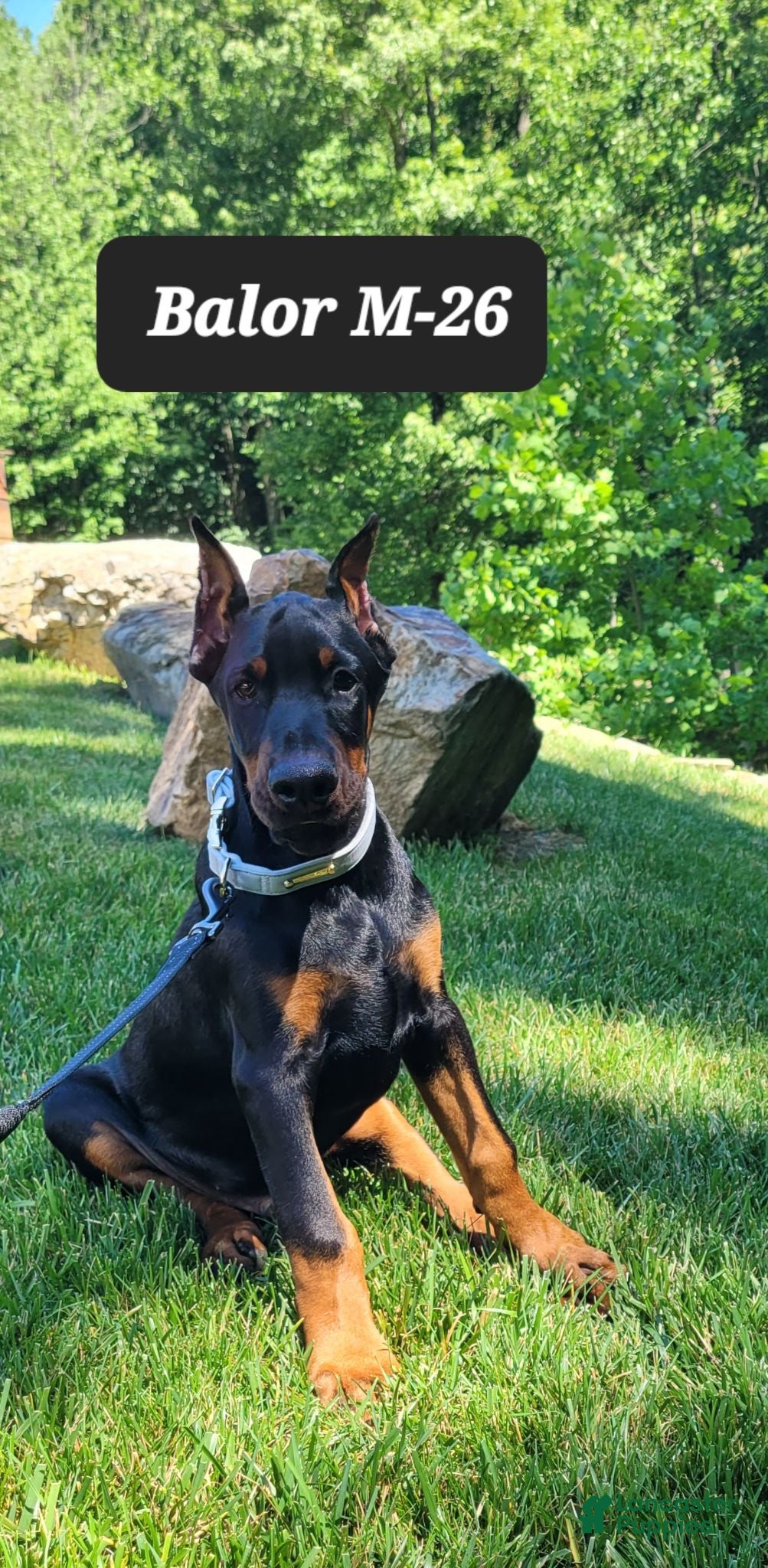 Doberman Pinscher dogs BALOR - Ad 25