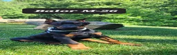 Doberman Pinscher dogs for sale: BALOR - Ad 1