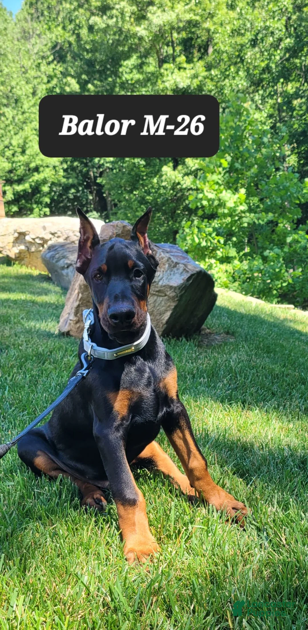 Doberman Pinscher dogs for sale: BALOR - Ad 1