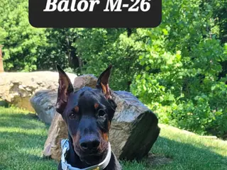 Doberman Pinscher dogs BALOR - Ad 25