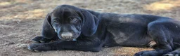 German Shorthaired Pointer dogs for sale: Mini You - Ad 1