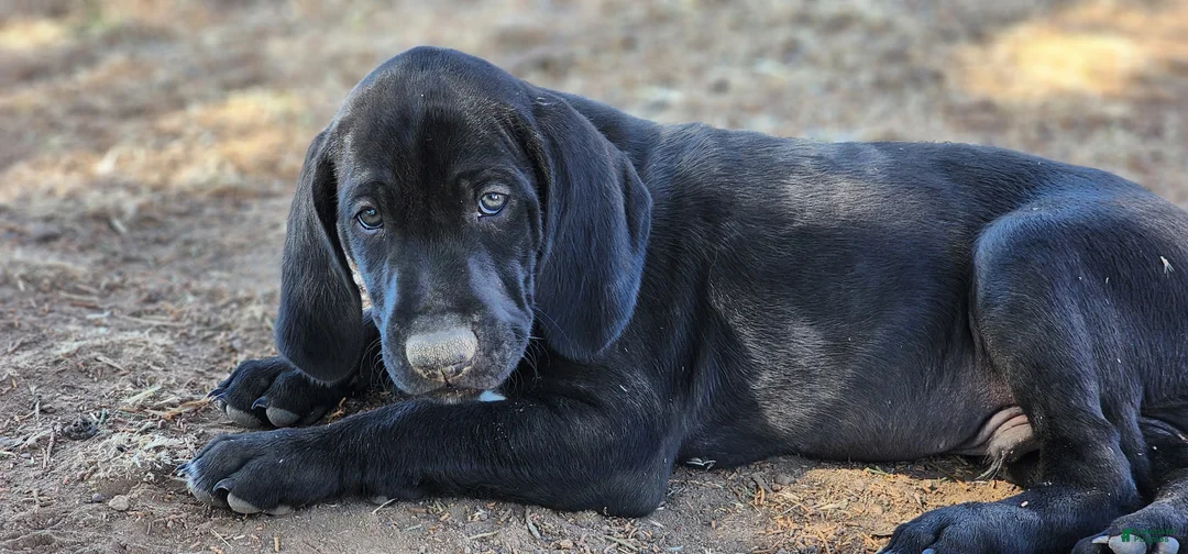 German Shorthaired Pointer dogs for sale: Mini You - Ad 1