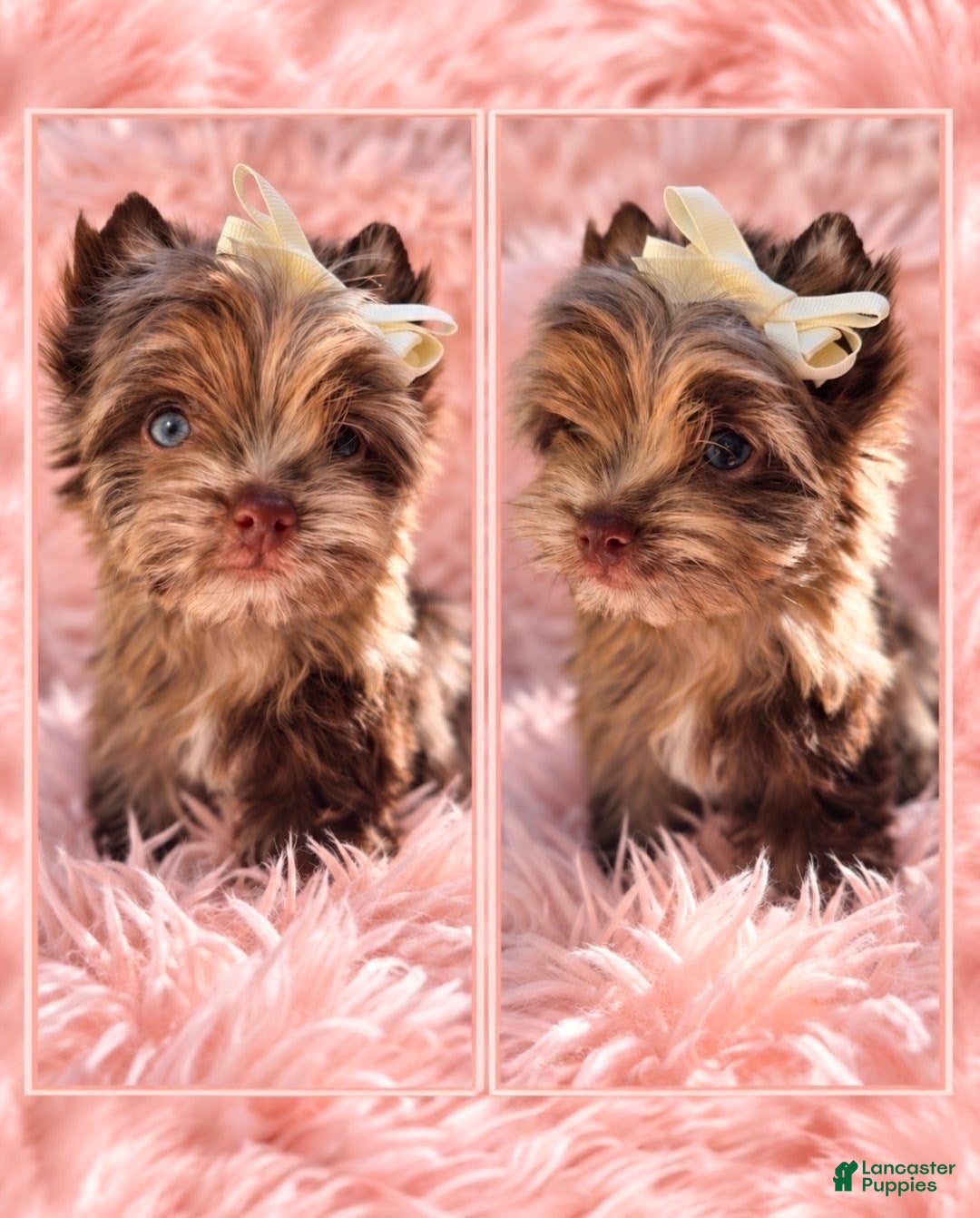 Yorkshire Terrier dogs Princes Luna by Biewerlux  - Ad 38