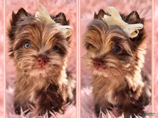 Yorkshire Terrier dogs Princes Luna by Biewerlux - Ad 26
