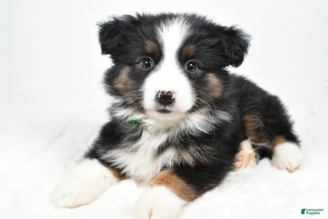Miniature Australian Shepherd dogs for sale: Lila - Ad 2