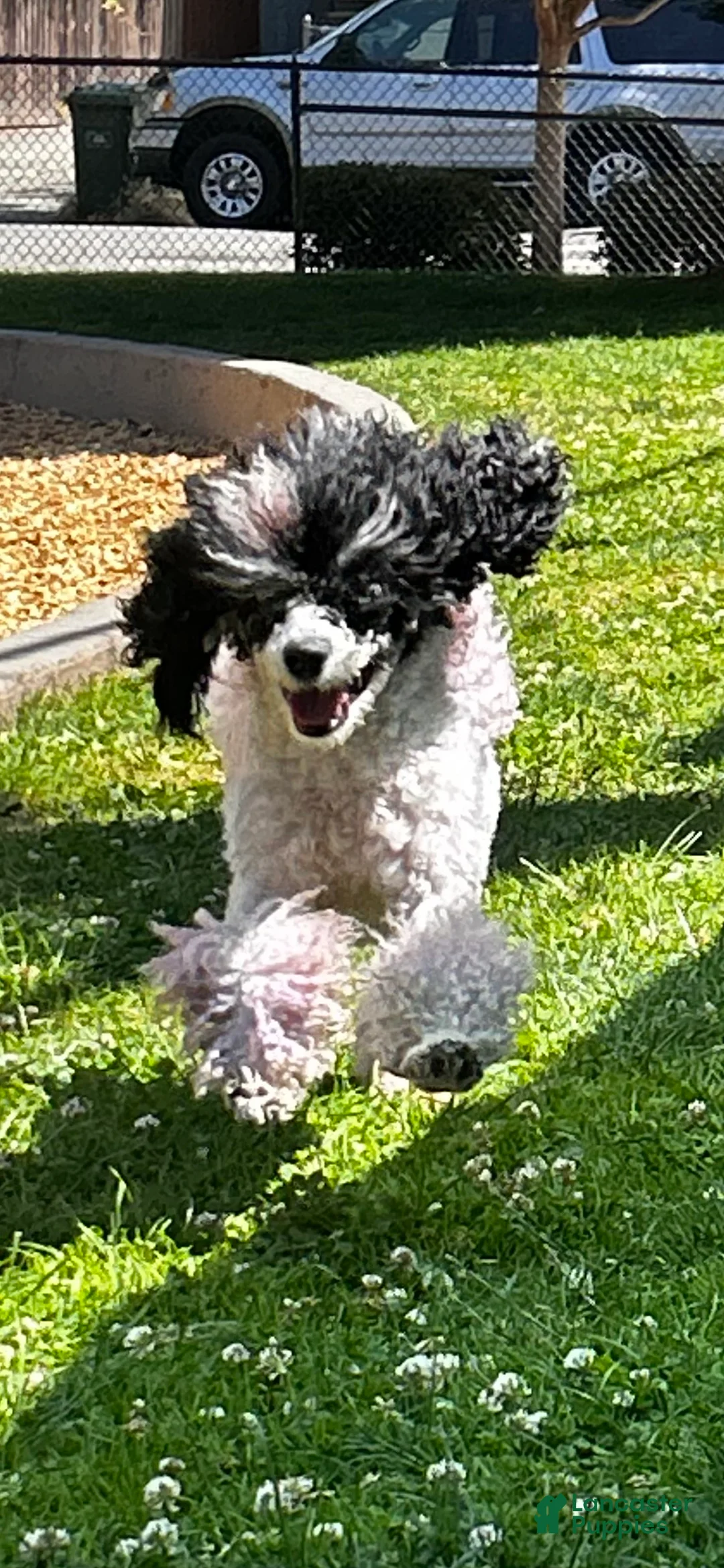 Miniature Poodle dogs for sale: Miniature Poodle Puppy 5 - Ad 6