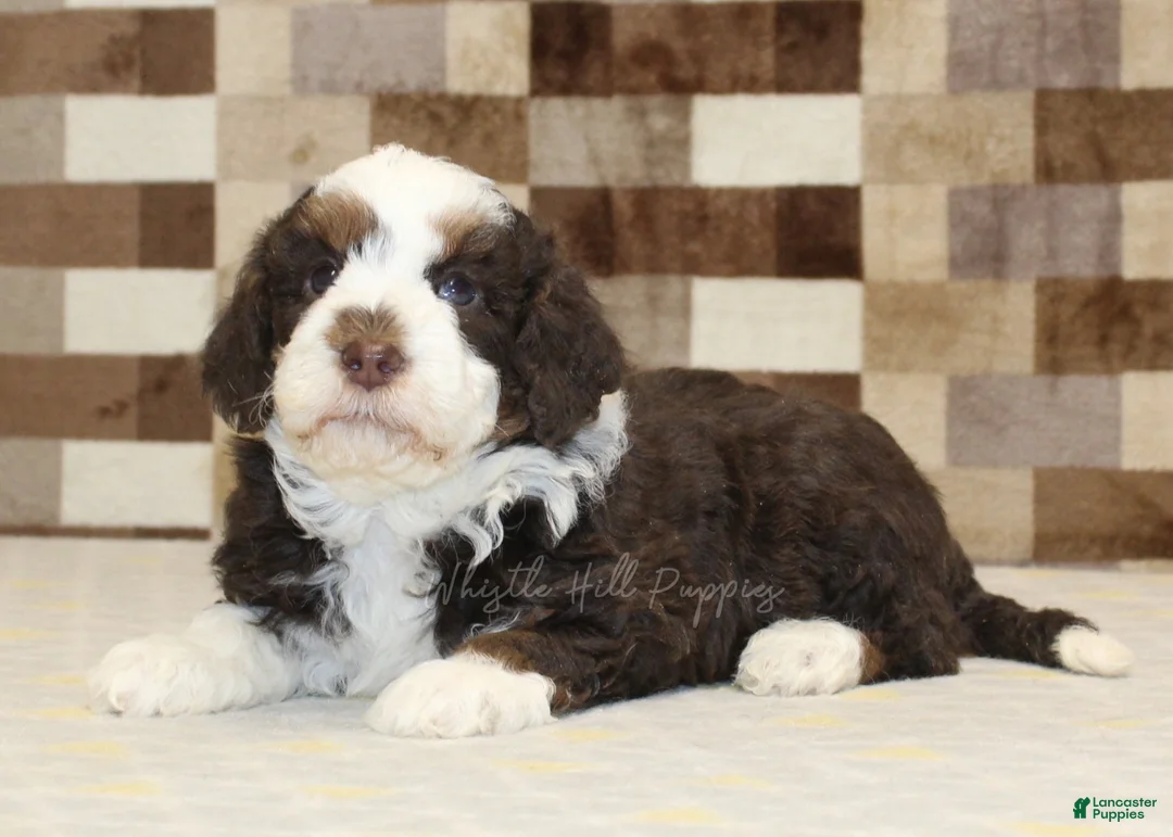 Mini Bernedoodle dogs for sale: Henry - Ad 2