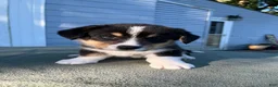Welsh Corgi Cardigan dogs for sale: Bowie - Ad 3