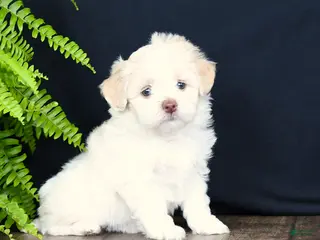 Mixed Breed dogs for sale: Winnie - Ad 3