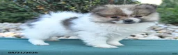 Pomeranian dogs for sale: Pam - Ad 3