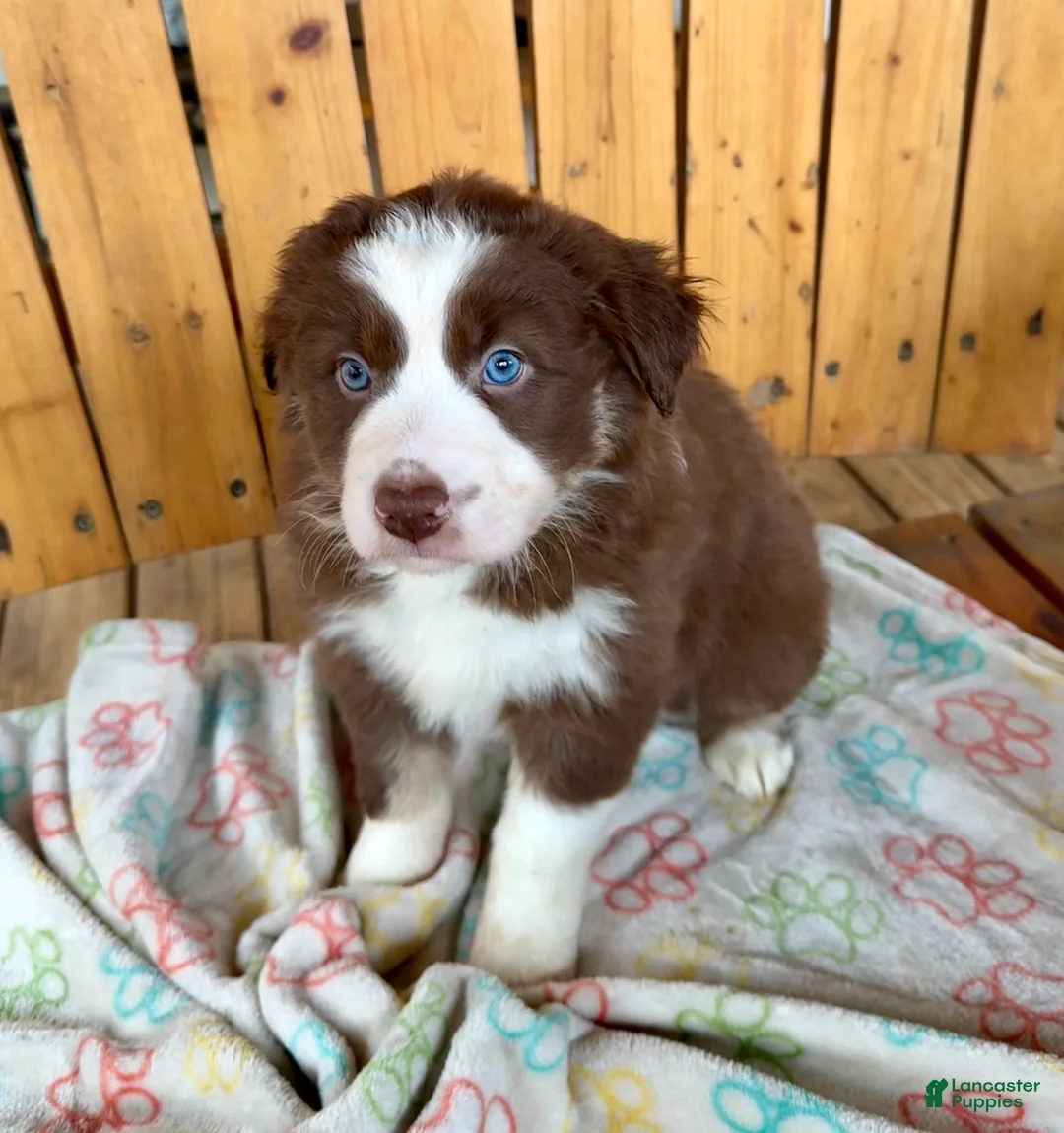 Australian Shepherd dogs for sale: Sweetheart - Ad 1