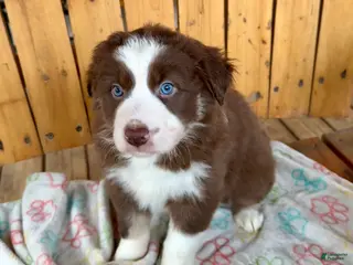 Australian Shepherd dogs Sweetheart - Ad 17