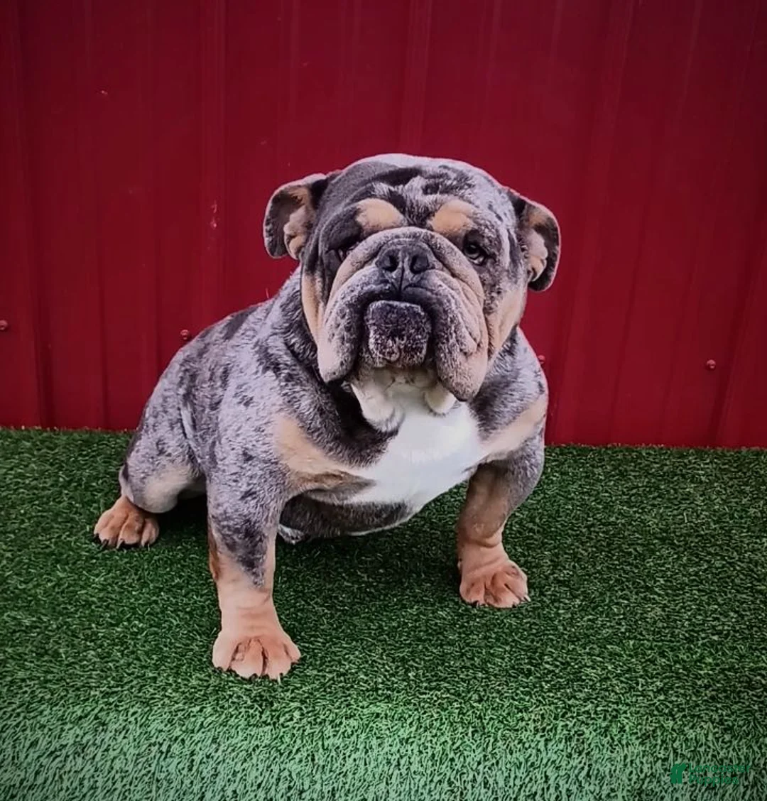 Beabull dogs for sale: Rosie - Ad 9