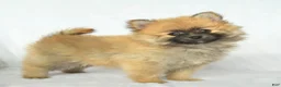 Pomeranian dogs for sale: Pomeranian 1 - Ad 1