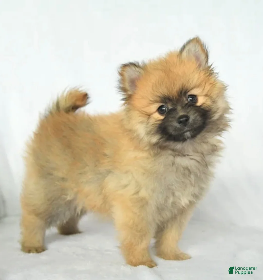 Pomeranian dogs for sale: Pomeranian 1 - Ad 1