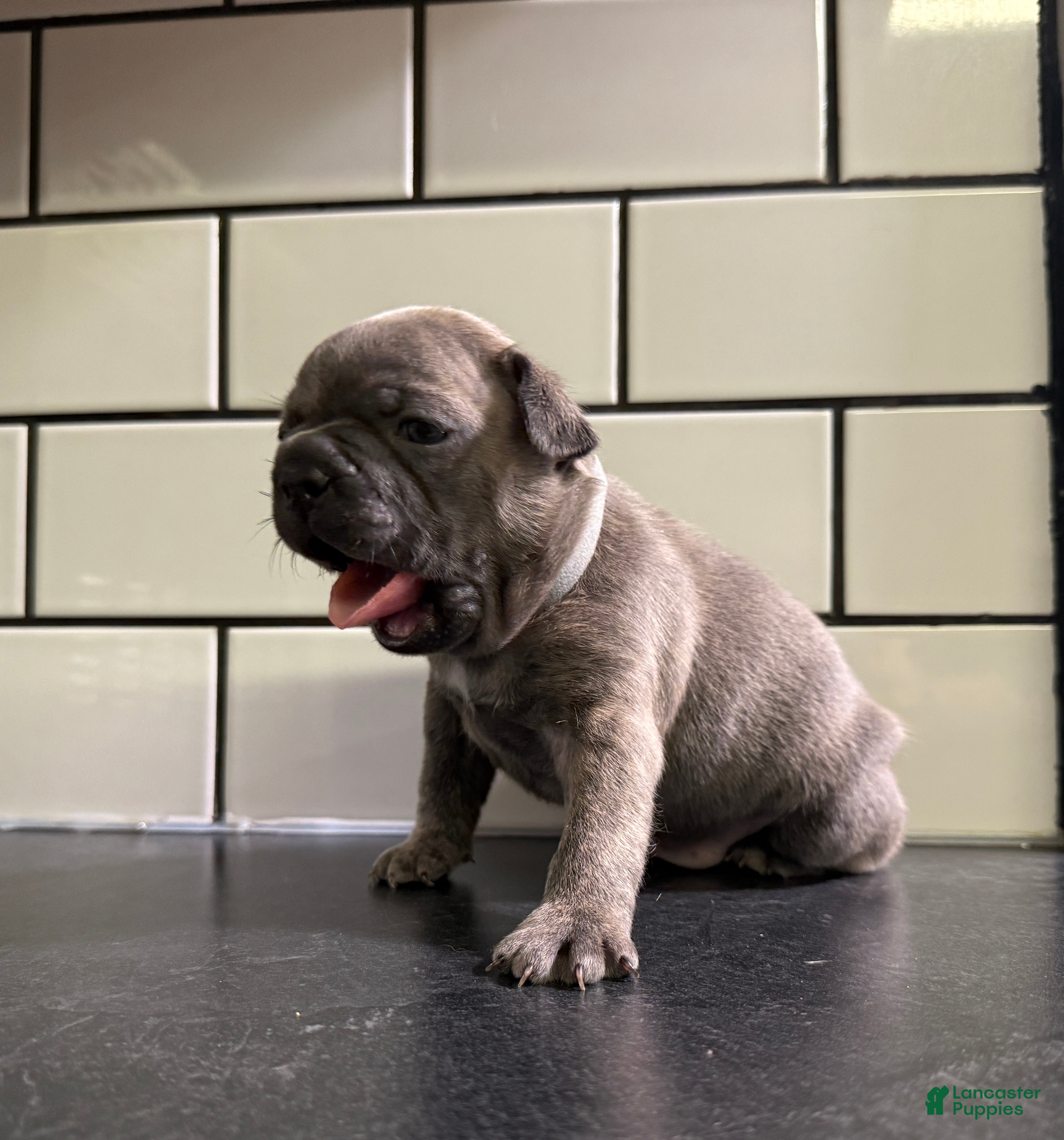 Frenchton dogs Frenchton Puppy 5 - Ad 40