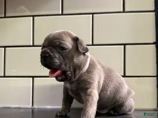 Frenchton dogs Frenchton Puppy 5 - Ad 40