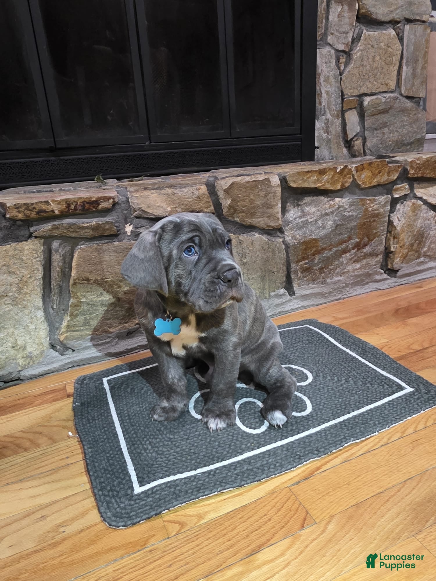 Cane Corso dogs Satoru - Ad 1