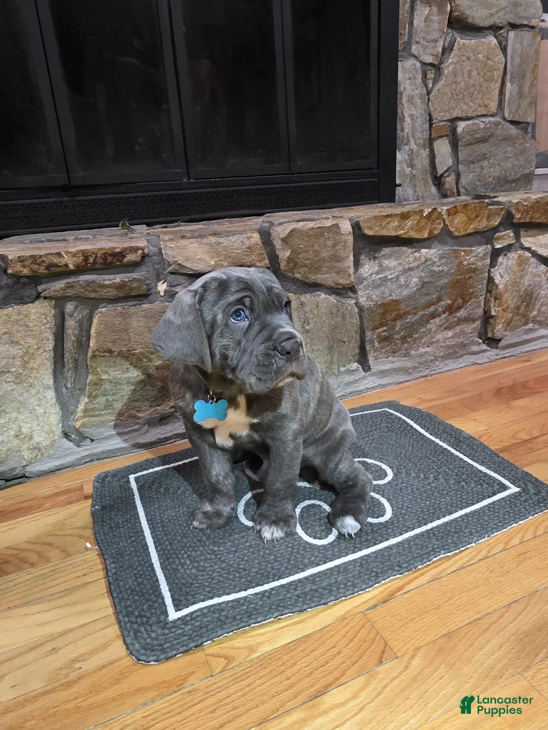 Cane Corso dogs for sale: Satoru - Ad 1